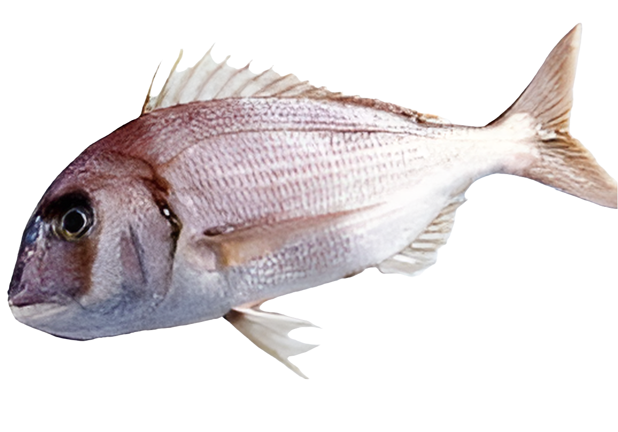 Frozen Asian Choice Sackbrasse (Red porgy) G&S IWP 500/800 (900-1100gm) - Only Berlin Same Day Delivery