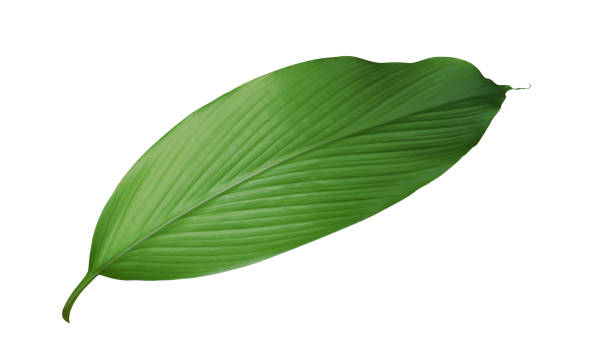 Fresh Ginger (Ingwa) leaves 1Stk