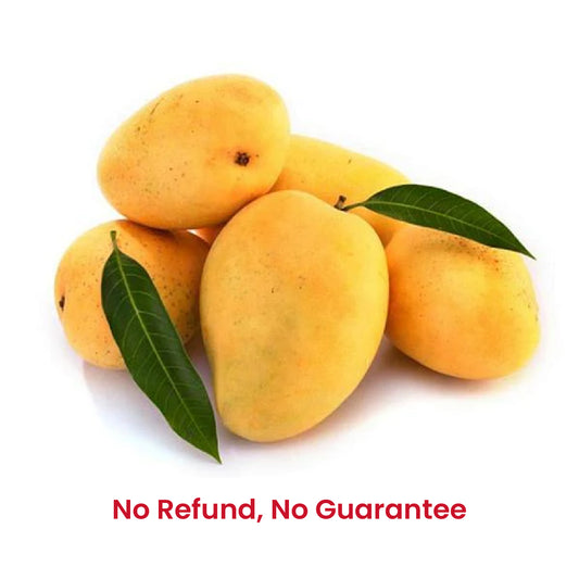 Fresh Kesar Mangoes 5-6 pcs - No refund or guarantee