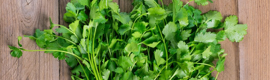 A Must-Have Indian Ingredient: Cilantro or Coriander