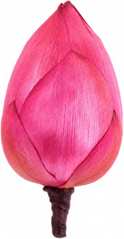 Artificial Lotus Buds  For Pooja And Home Decore 1Pcs