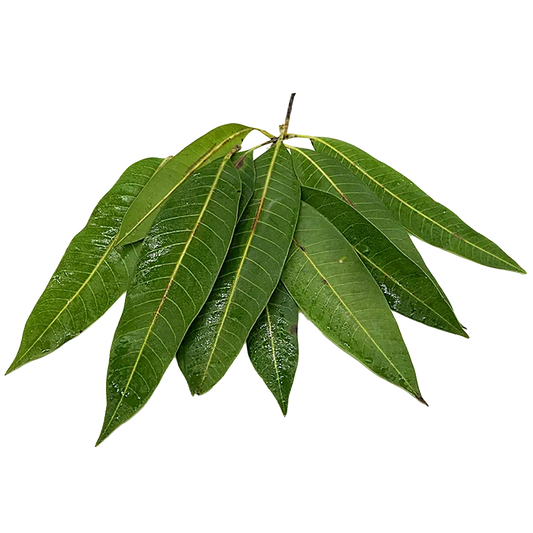 Fresh Mango leaves 5Stk