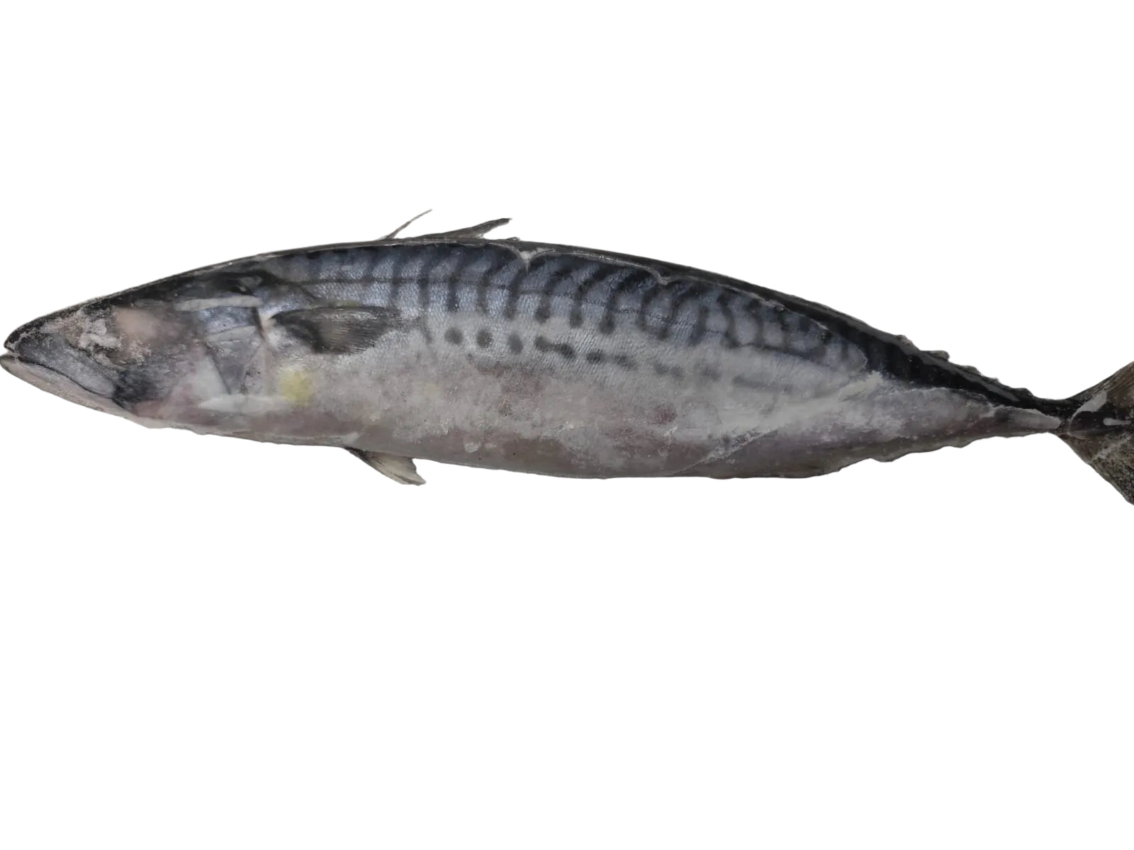 Frozen Mackerel Fish 1kg - Only Berlin Same Day Delivery