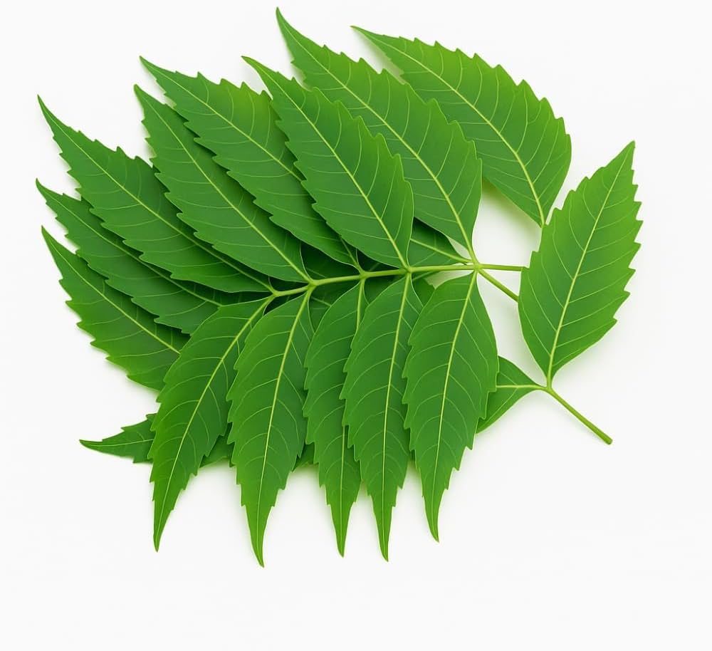 Fresh Neem Leaves 50gm - Only Berlin Same Day Delivery