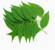 Fresh Neem Leaves 50gm - Only Berlin Same Day Delivery