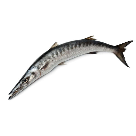 Frozen Barracuda  1000-2000gm - Only Berlin Same Day Delivery