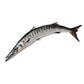 Frozen Barracuda  1000-2000gm - Only Berlin Same Day Delivery
