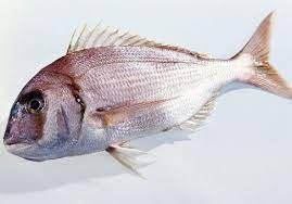 Frozen Asian Choice Sackbrasse (Red porgy) G&S IWP 500/800 (900-1100gm)  - Only Berlin Same Day Delivery - Spice Village