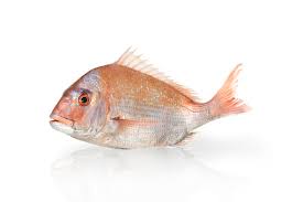 Frozen Nördlicher Schnapper WR IQF 4/600  - Only Berlin Same Day Delivery - Spice Village