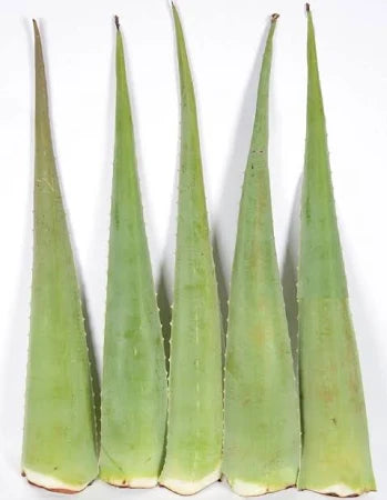 Fresh Aloe Vera leaves 1Stk (450-500gm) - Spice Village