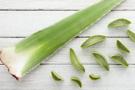 Fresh Aloe Vera leaves 1Stk (450-500gm) - Spice Village