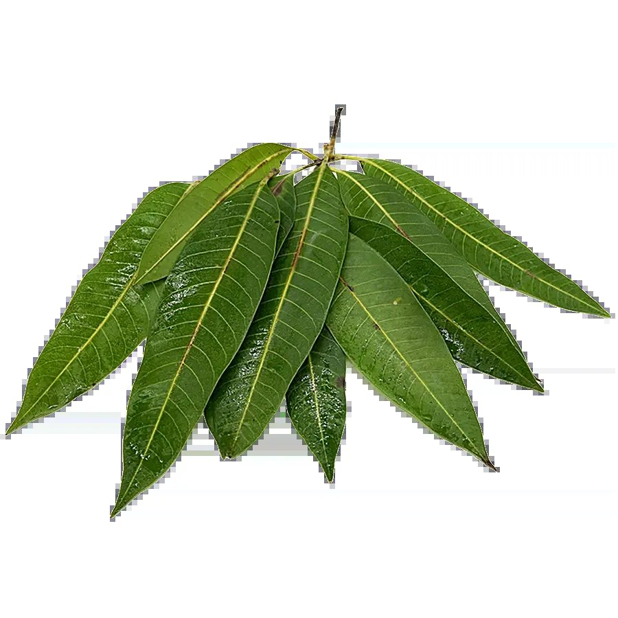 Fresh Mango leaves 1Stk - Spice Village