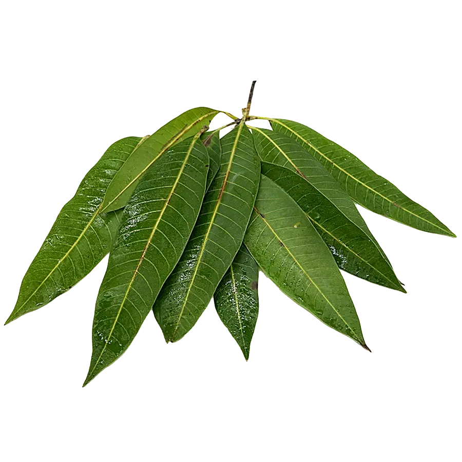 Fresh Mango leaves 1Stk - Spice Village