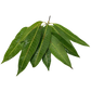 Fresh Mango leaves 1Stk - Spice Village