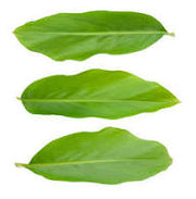 Fresh Haldi(Turmeric) leaves 2stk