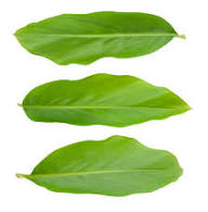 Fresh Haldi(Turmeric) leaves 2stk