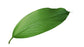Fresh Ginger (Ingwa) leaves 1Stk