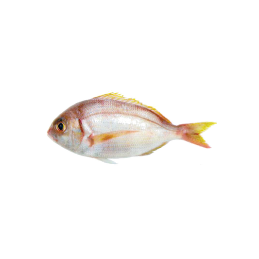 Frozen Red Besugo / Red pandora 200/350 Fish