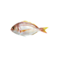 Frozen Red Besugo / Red pandora 200/350 Fish