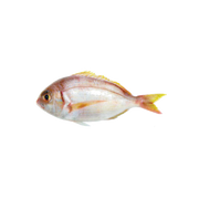 Frozen Red Besugo / Red pandora 200/350 Fish - Spice Village