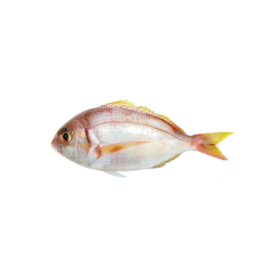 Frozen Red Besugo / Red pandora 200/350 Fish - Spice Village