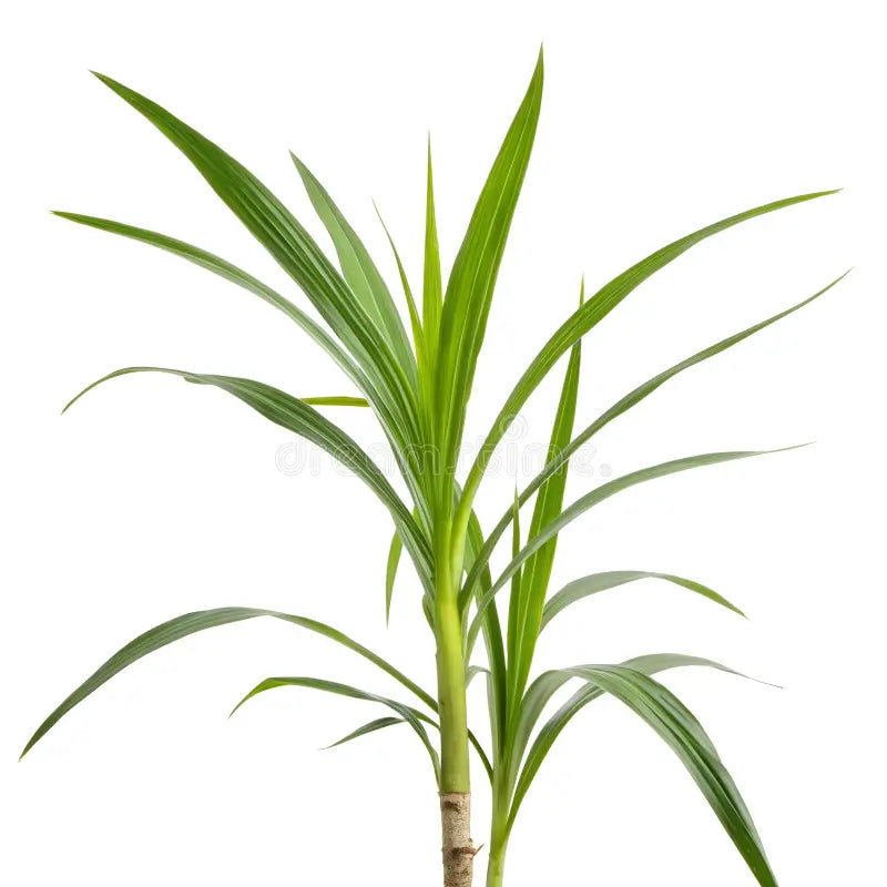 Fresh Sugarcane With Leaves aprox 6ft long 2kg/stk - Spice Village
