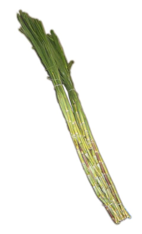 Fresh Sugarcane With Leaves aprox 6ft long 2kg/stk