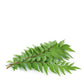Fresh Curry Leaves 30gm