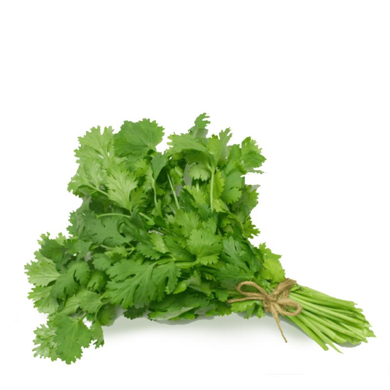 Fresh Coriander Leaves 100gm - Only Berlin Same Day Delivery - Spice Village