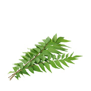 Fresh Curry Leaves 120gm - Spice Village