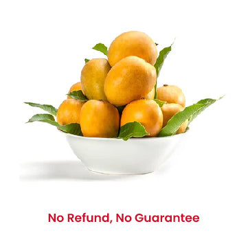 Fresh Badami (Banganapalle) Mangoes 7-8 pcs (Apx-3kg) - No refund or guarantee - Spice Village
